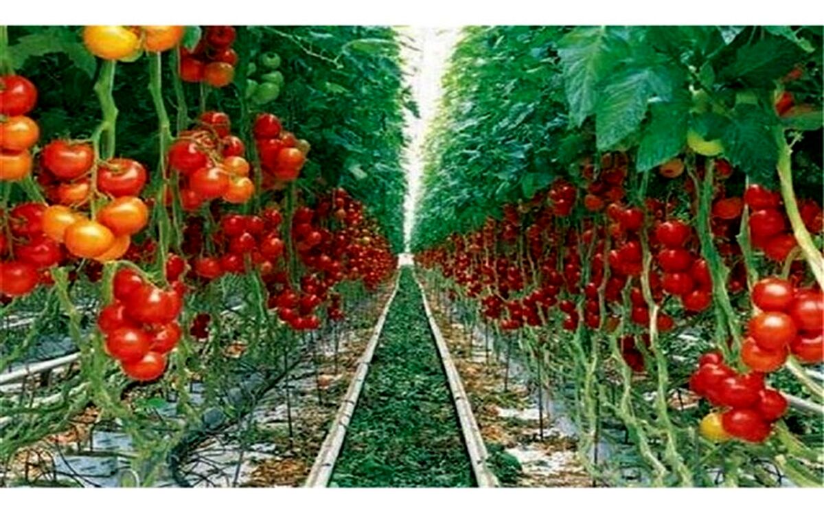 افزایش ۷ هزار تنی محصولات باغی در کشت و صنعت مغان