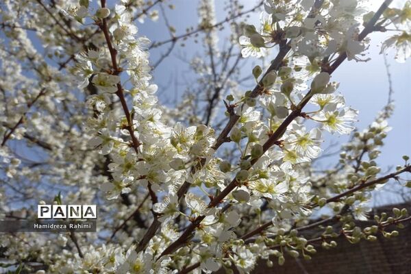 طبیعت بهاری خوانسار