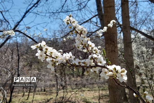 طبیعت بهاری خوانسار