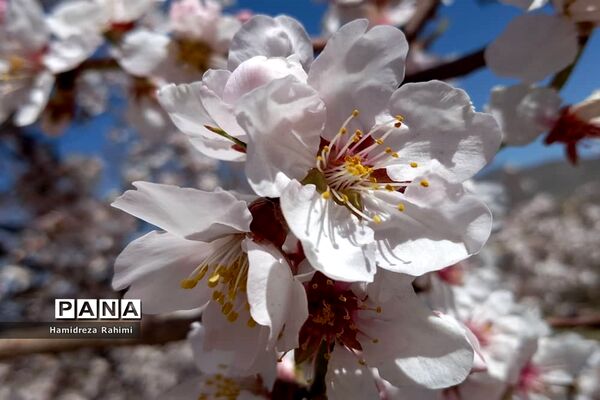 طبیعت بهاری خوانسار