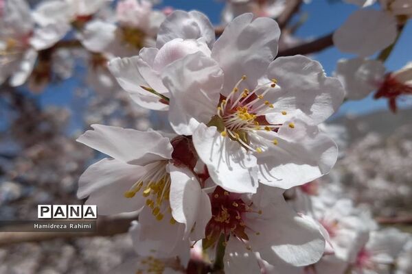 طبیعت بهاری خوانسار