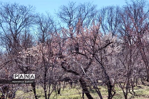 طبیعت بهاری خوانسار