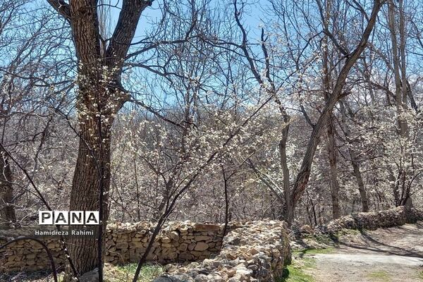 طبیعت بهاری خوانسار