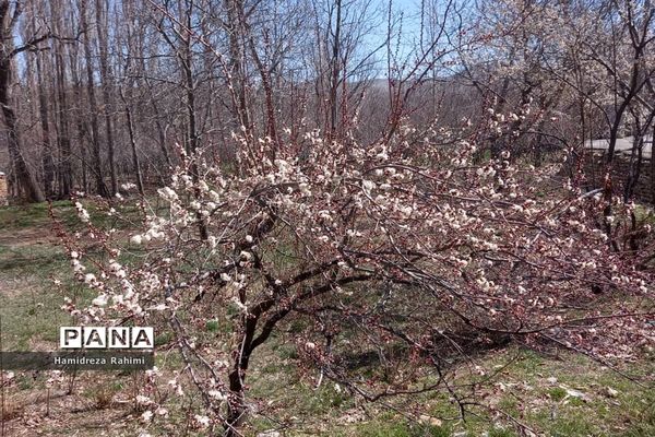 طبیعت بهاری خوانسار