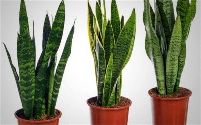 روش اصولی پرورش گیاه سانسوریا