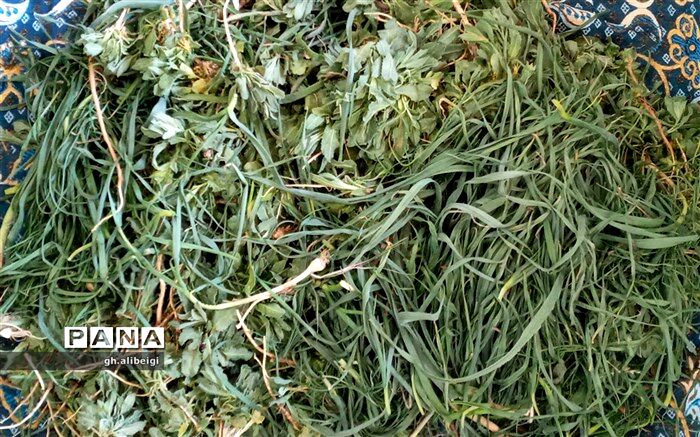 توسعه کشت گیاهان دارویی در سطحی بالغ بر ۴۰ هزار هکتار در سال جاری