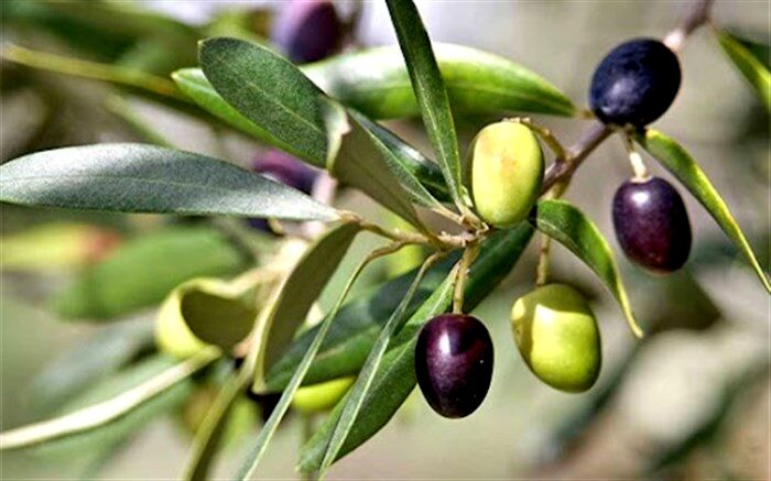 توسعه و اصلاح بیش از ۱۱ هزار و ۸۰۰ هکتار باغ زیتون در کشور