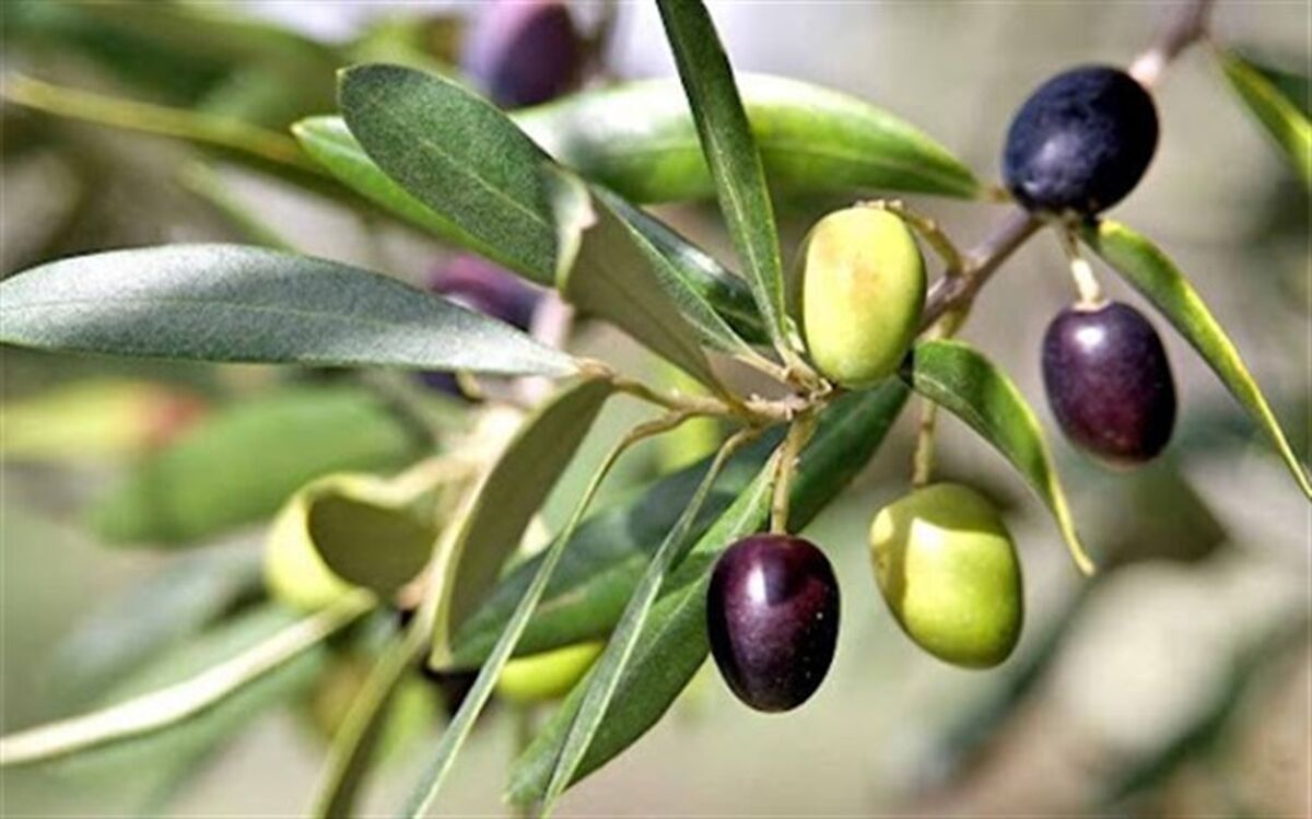 توسعه و اصلاح بیش از ۱۱ هزار و ۸۰۰ هکتار باغ زیتون در کشور
