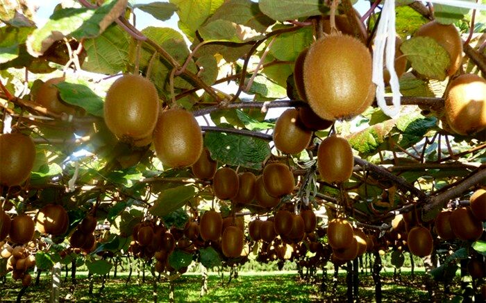 خواص باورنکردنی پوست کیوی