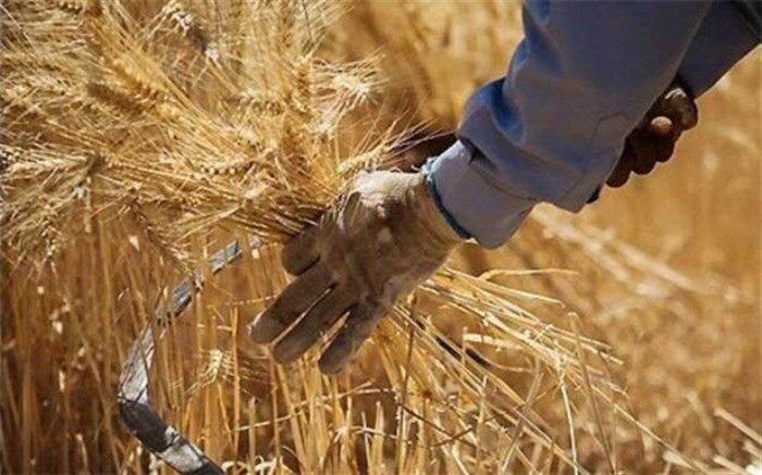 جایزه به گندمکارانی که محصول‌شان را به مراکز خرید دولتی تحویل دهند