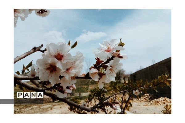 هنرنمایی بهار در روستای دره‌بید