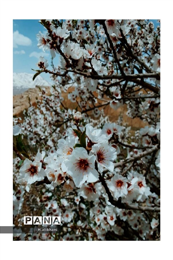 هنرنمایی بهار در روستای دره‌بید
