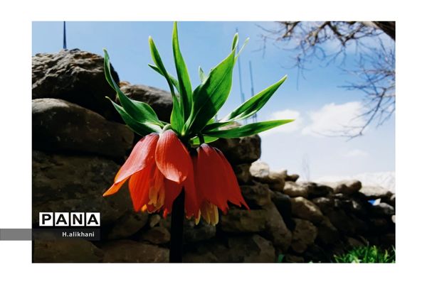 هنرنمایی بهار در روستای دره‌بید