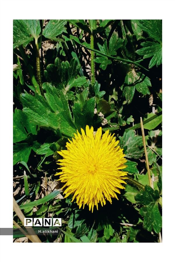 هنرنمایی بهار در روستای دره‌بید