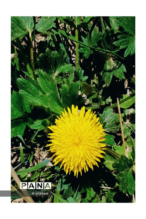 هنرنمایی بهار در روستای دره‌بید