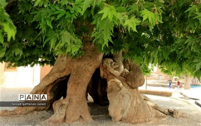 ابلاغ مراتب ثبت درختان کهنسال تهران به استاندار