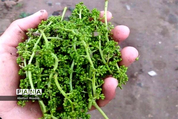 خسارت به باغات انگور در کندر