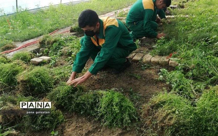 برداشت گیاهان دارویی در هنرستان کشاورزی شهید رجایی گنبدکاووس آغاز شد