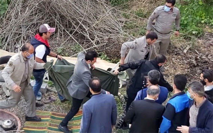 زنده‌گیری ناموفق یک قلاده پلنگ در قائم‌شهر؛ پلنگ تلف شد