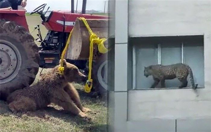 روایت مدیران محیط زیست درباره تلف‌شدن پلنگ و خرس‌ قهوه‌ای