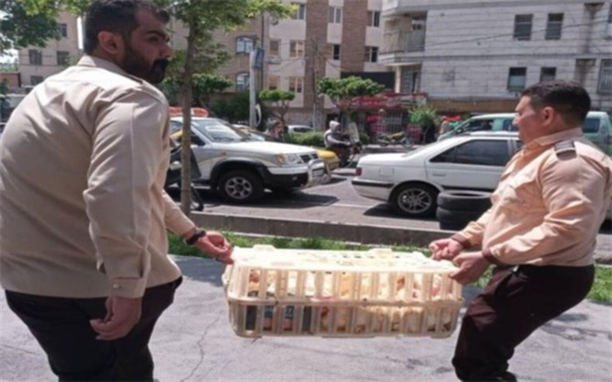 مراکز غیر مجاز کشتار دام زنده در مناطق مسکونی تهران جمع‌آوری می‌شود