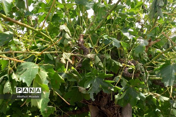 خسارت تگرگ به باغات انگور، خلیل آباد