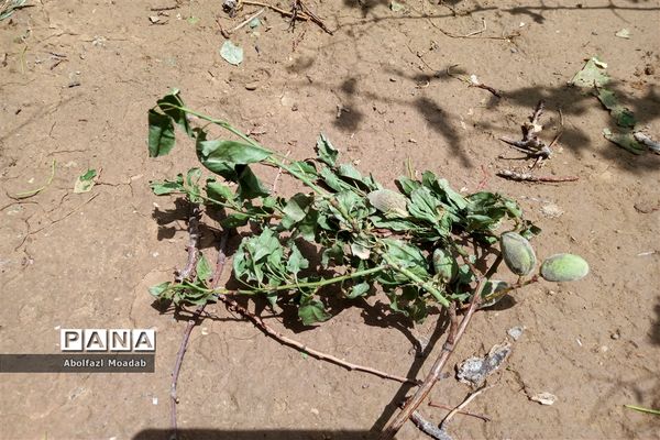 خسارت تگرگ به باغات انگور، خلیل آباد