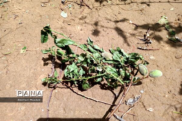 خسارت تگرگ به باغات انگور، خلیل آباد