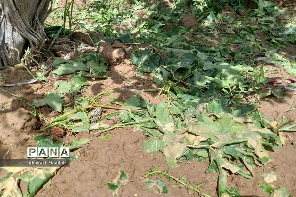 خسارت تگرگ به باغات انگور، خلیل آباد