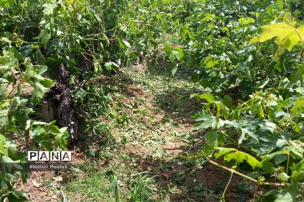 خسارت تگرگ به باغات انگور، خلیل آباد