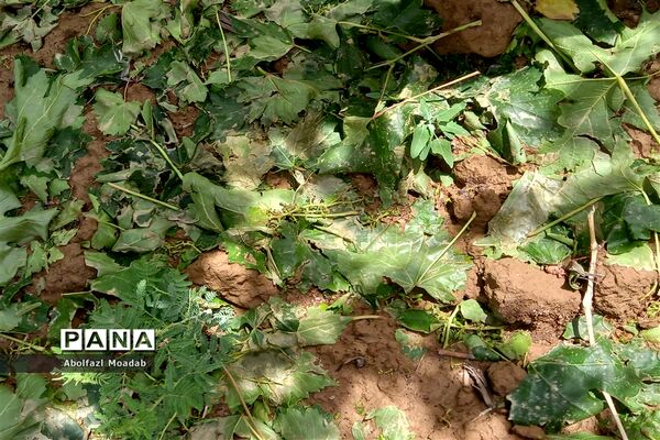 خسارت تگرگ به باغات انگور، خلیل آباد