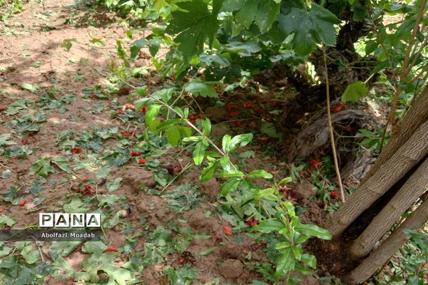 خسارت تگرگ به باغات انگور، خلیل آباد