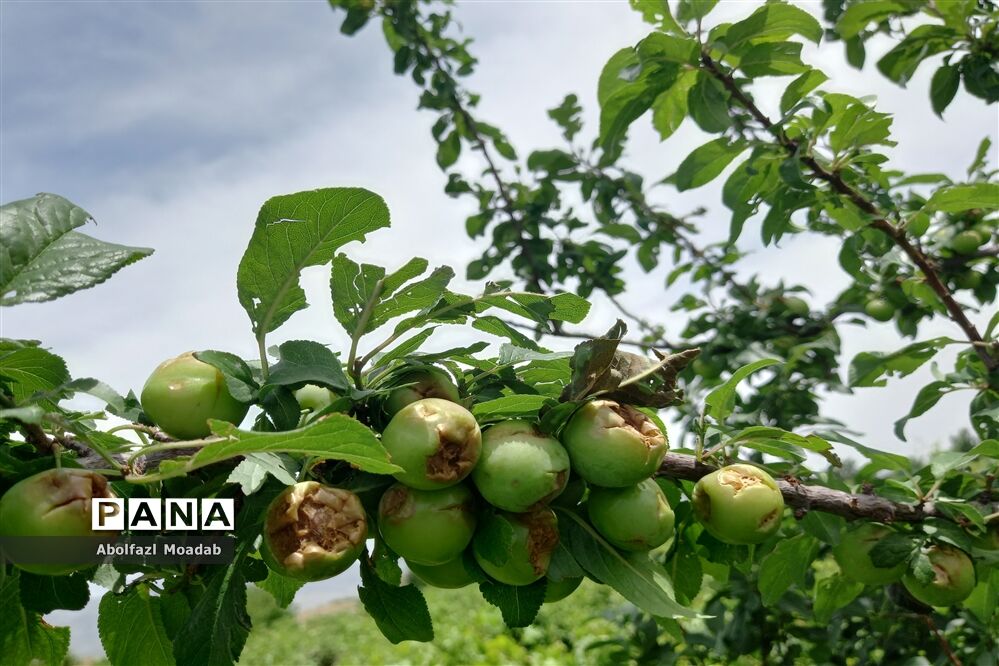 خسارت تگرگ به باغات انگور، خلیل آباد