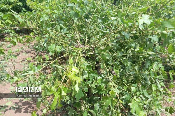 خسارت تگرگ به باغات انگور، خلیل آباد