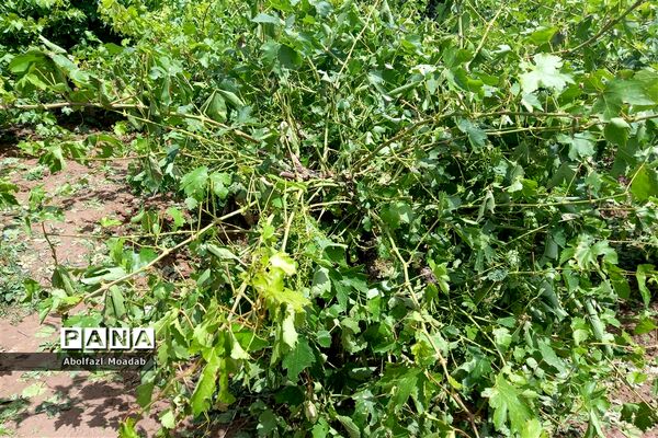 خسارت تگرگ به باغات انگور، خلیل آباد
