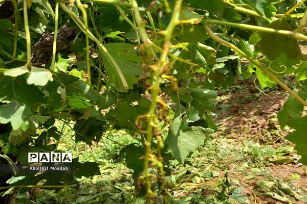 خسارت تگرگ به باغات انگور، خلیل آباد