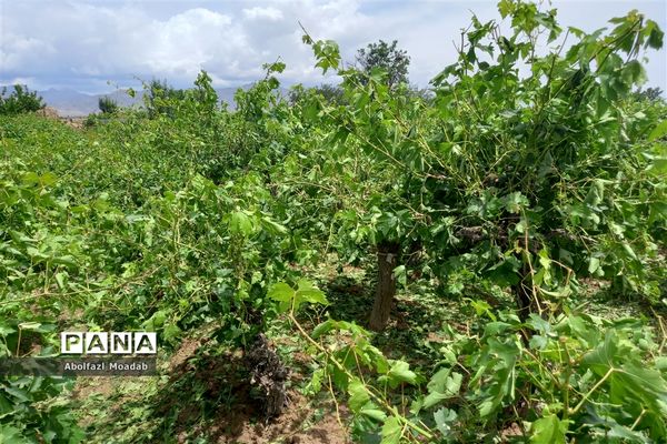 خسارت تگرگ به باغات انگور، خلیل آباد