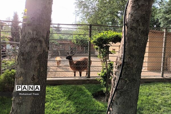 جشنواره گل‌های لاله
