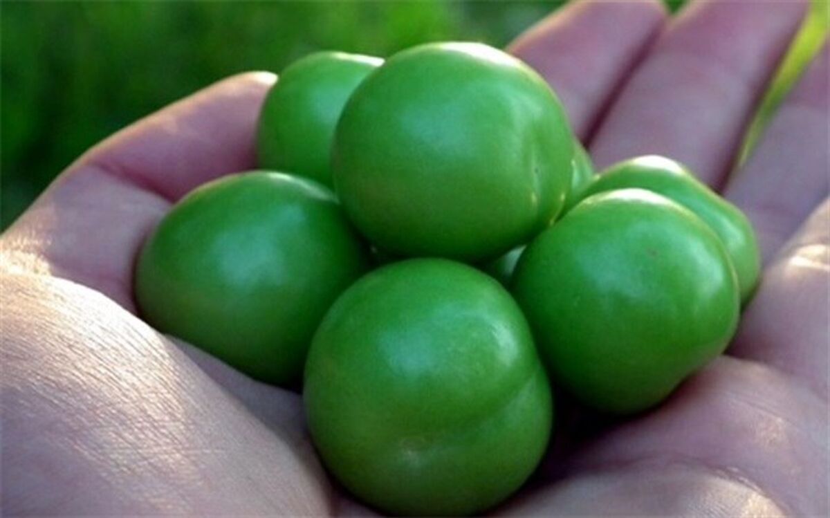 این افراد گوجه سبز نخورند