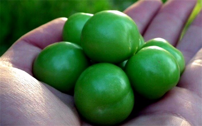 این افراد گوجه سبز نخورند