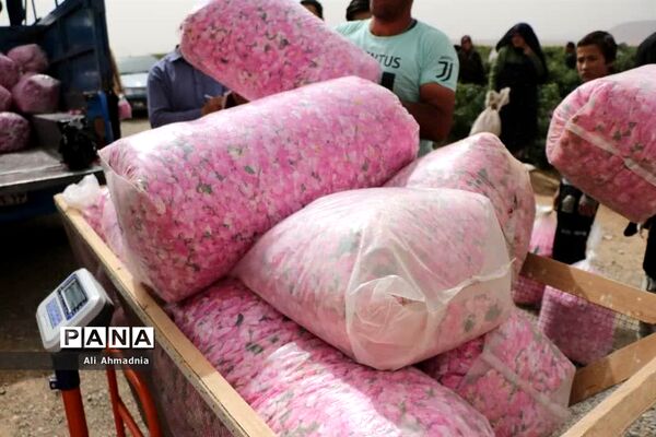 برداشت گل محمدی از مزارع شهرستان جعفرآباد قم