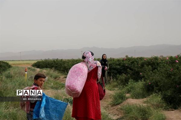 برداشت گل محمدی از مزارع شهرستان جعفرآباد قم