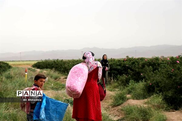 برداشت گل محمدی از مزارع شهرستان جعفرآباد قم