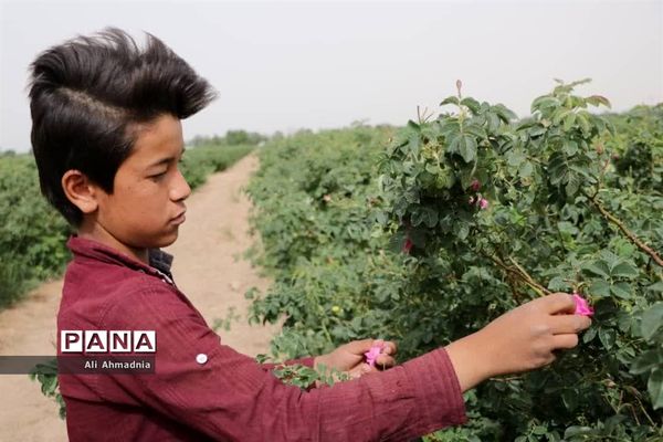 برداشت گل محمدی از مزارع شهرستان جعفرآباد قم