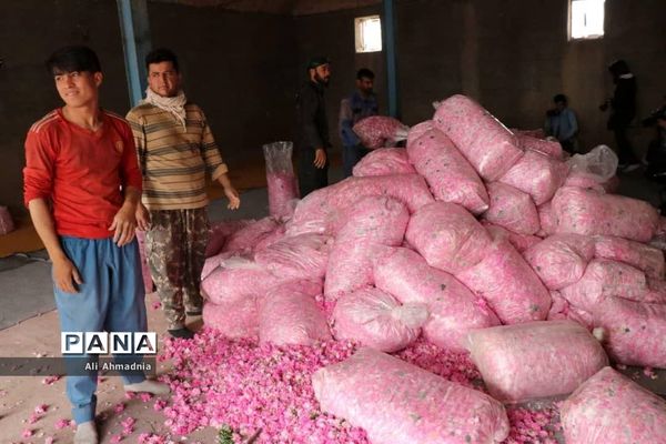 برداشت گل محمدی از مزارع شهرستان جعفرآباد قم