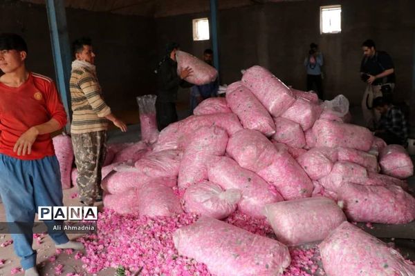 برداشت گل محمدی از مزارع شهرستان جعفرآباد قم