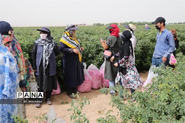 برداشت گل محمدی از مزارع شهرستان جعفرآباد قم