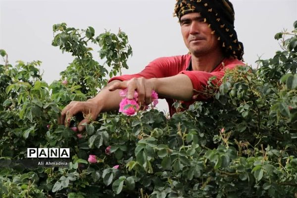 برداشت گل محمدی از مزارع شهرستان جعفرآباد قم
