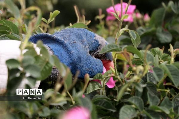 برداشت گل محمدی از مزارع شهرستان جعفرآباد قم
