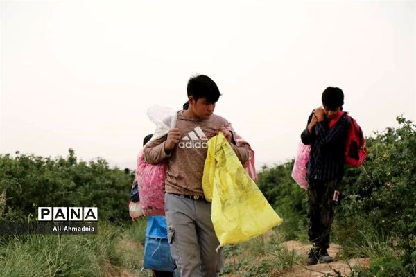 برداشت گل محمدی از مزارع شهرستان جعفرآباد قم